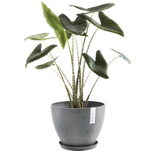 Inomhusväxt Alocasia i en grå blomkruka