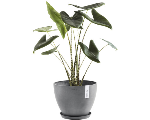 Inomhusväxt Alocasia i en grå blomkruka