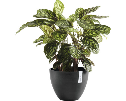 Böneplanta i svart kruka