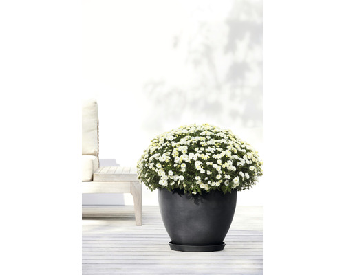 Krysantemum i en mörk blomkruka på en terrass