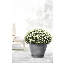 Blommande krysantemum i grå kruka på en terrass