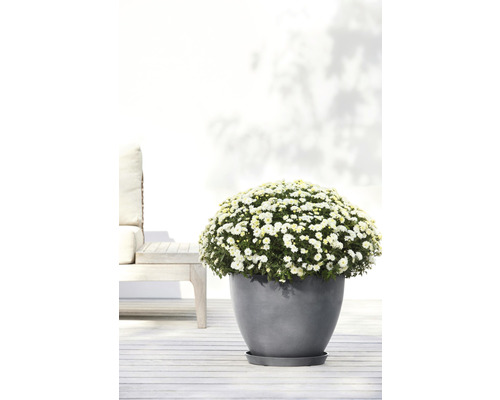 Blommande krysantemum i grå kruka på en terrass