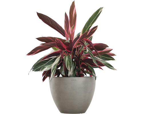 Arrowrot krukväxt i en kruka