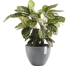 Prayer Plant i kruka