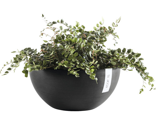 Inomhusväxt i rund kruka