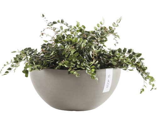 Muehlenbeckia i rund planteringskärl