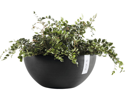 Inomhusväxt i svart ytterkruka
