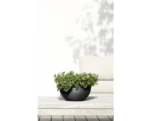 Planteringskål med växt på ett träbord utomhus