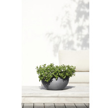Blomkruka ECOPOTS Brussels Ø30x14cm grå