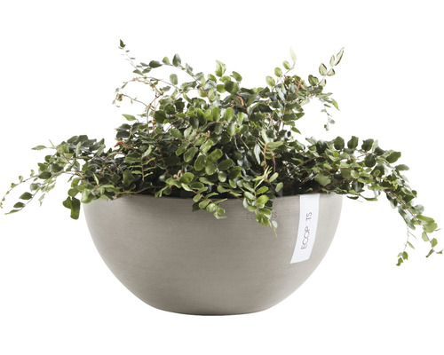 Krypande krukväxt i grå blomkruka