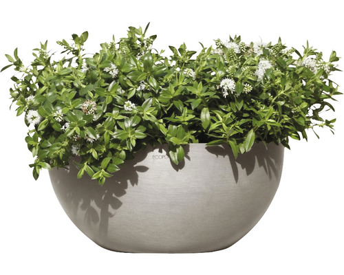 Blomkruka med veronika och vita blommor