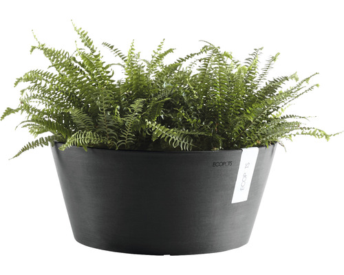 Inomhusväxt ormbunke i en svart planteringskruka