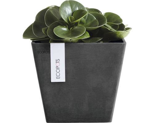 Peperomia i en fyrkantig ECOPOTS kruka