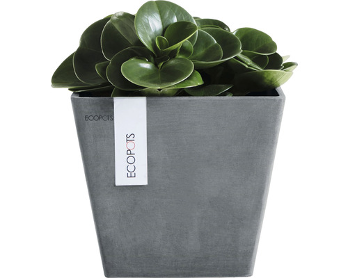 Peperomia i grå Ecopots-blomkruka