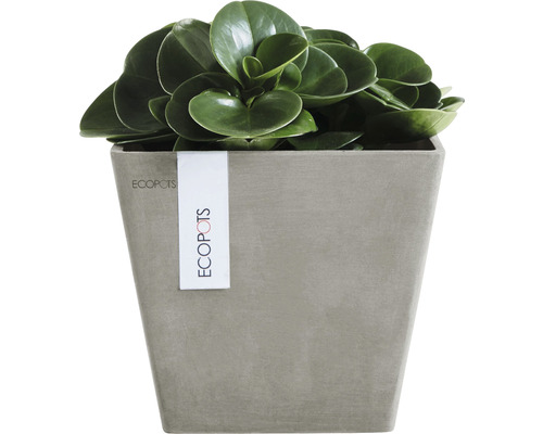 Inomhusväxt i en Ecopot-planteringskärl