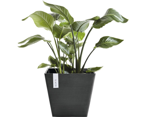 Strelitzia i planteringskärl för inomhusbruk