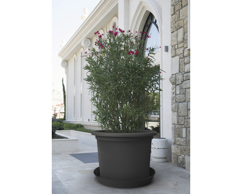 Stor blomkruka med växt på en terrass framför en byggnad.