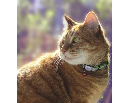 Närbild av en tigrerad katt med halsband och bjällra