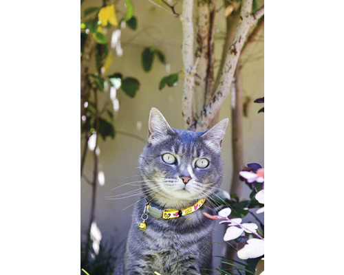 Grå katt med halsband och bjällra i trädgården