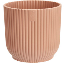 Ribbad blomkruka