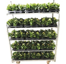 Vagn med Kalanchoe växter i krukor