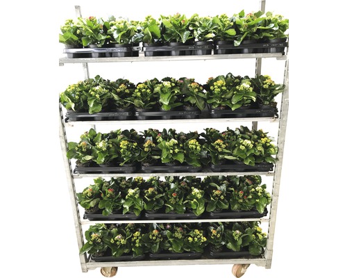 Vagn med Kalanchoe växter i krukor