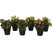 Flerfärgade Kalanchoe växter i krukor