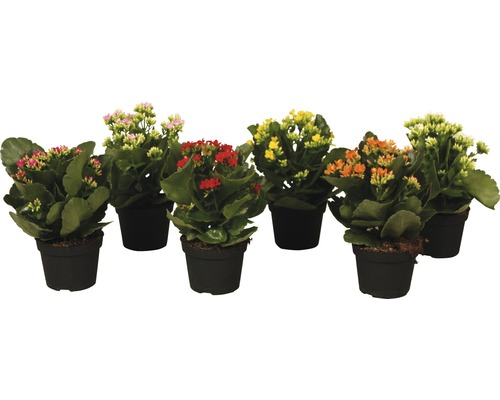 Flerfärgade Kalanchoe växter i krukor