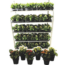 Kalanchoe växter i krukor på en hylla