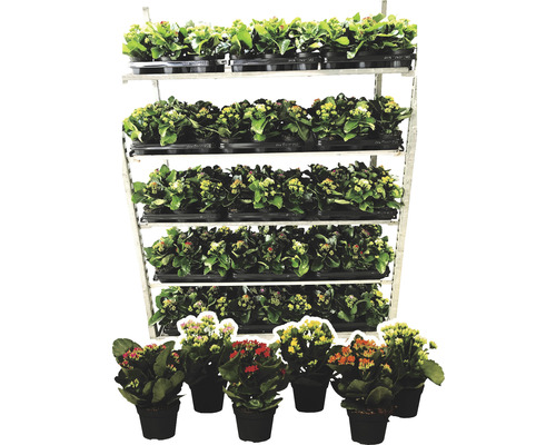 Kalanchoe växter i krukor på en hylla