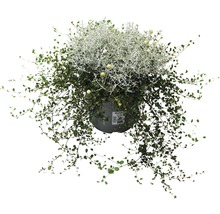 Hängande växt i kruka med gröna blad och silverfärgade accenter