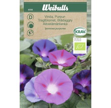 Weibulls Vinda Purpur Tragtblomst Morning Glory fröförpackning