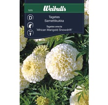 Fröförpackning Tagetes erecta Afrikansk Tagetes Snowdrift