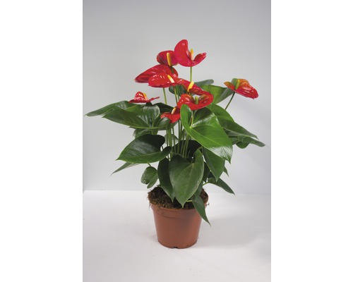 Anthurium i kruka med röda blommor och gröna blad