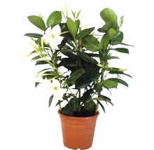 Dipladenia krukväxt med spaljé och vita blommor