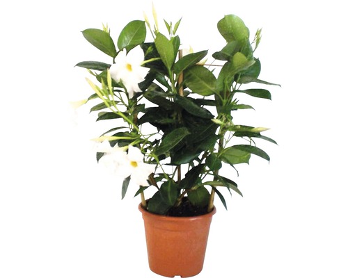 Dipladenia krukväxt med spaljé och vita blommor