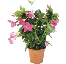 Mandevilla i kruka med rosa blommor och gröna blad