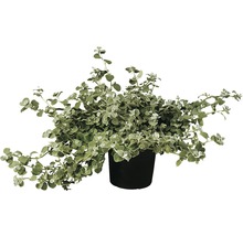 Rabatteternell FLORASELF Helichrysum petiolare krukstorlek Ø11cm