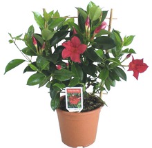 Mandevilla planta med röd blomma i kruka med klätterhjälp