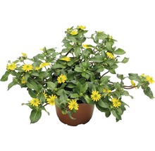 Sanvitalia växt i kruka med gula blommor och gröna blad