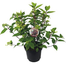 Vipphortensia Hydrangea paniculata Wim's Red 40-50cm Co 7,5L