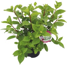 Vipphortensia Hydrangea paniculata Wim's Red 40-50cm Co 7,5L