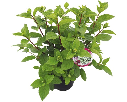 Hortensia i kruka med gröna blad och skott
