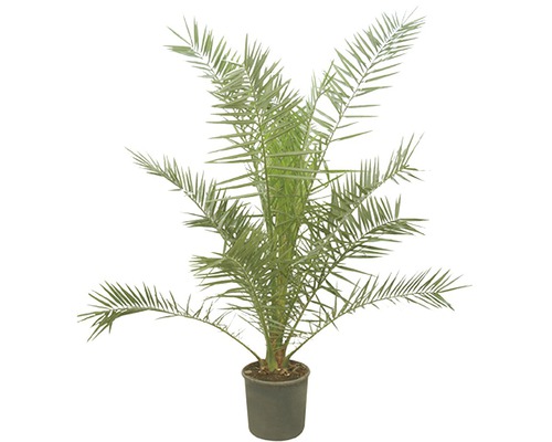 Dadelpalm i kruka