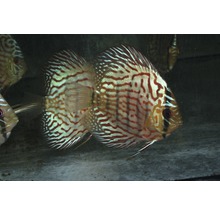 Akvariefisk Discus röd Turkos 6-7cm-thumb-0