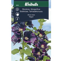 Stockros Nigra växt