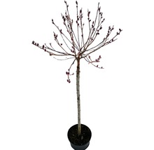 Videkissar som en stam i en kruka