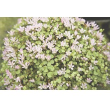 Närbild av en buskväxt med gröna blad och små blommor