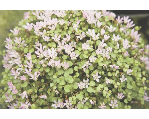 Närbild av en buskväxt med gröna blad och små blommor