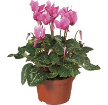 Cyklamen i kruka med rosa blommor